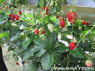 2009050203s.jpg
