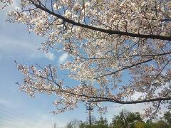 2010041003s.jpg