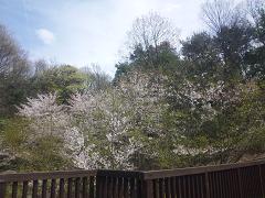 2010041005s.jpg