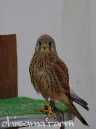 2011091804s.jpg