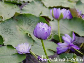 2011091805s.jpg